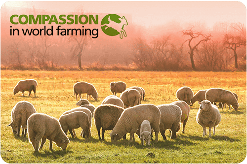 Compassion in world farming logo with sheep
