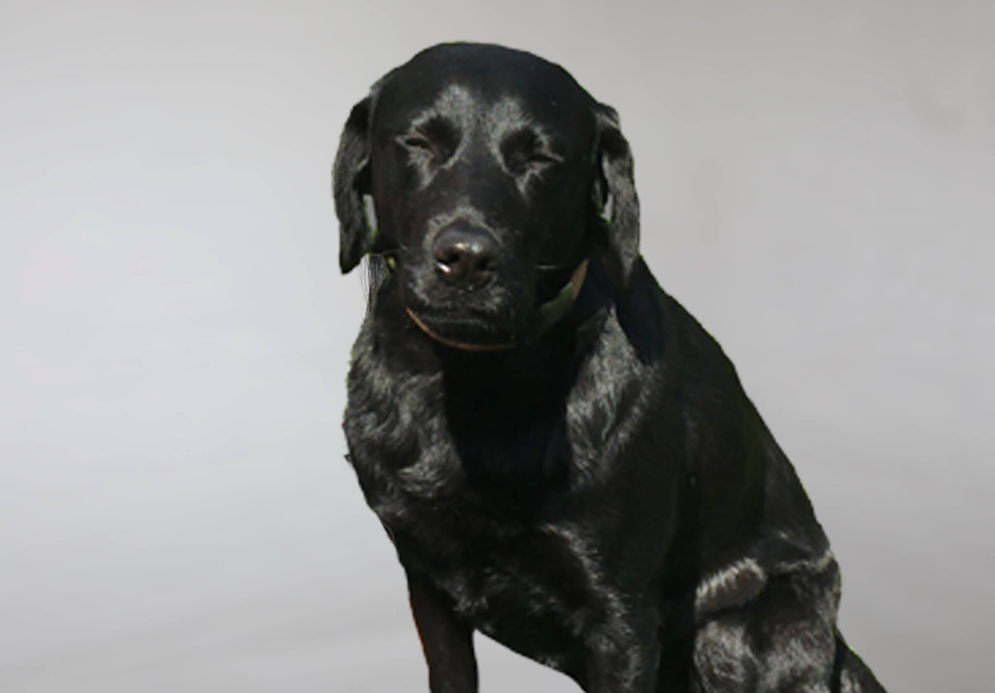 Photo a black labrador in the style of corporate headshot